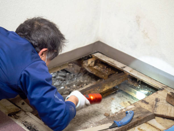 Best Toxic Mold Removal  in Richfield, UT