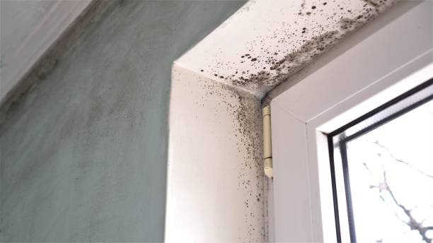 Attic Mold Removal in Richfield, UT