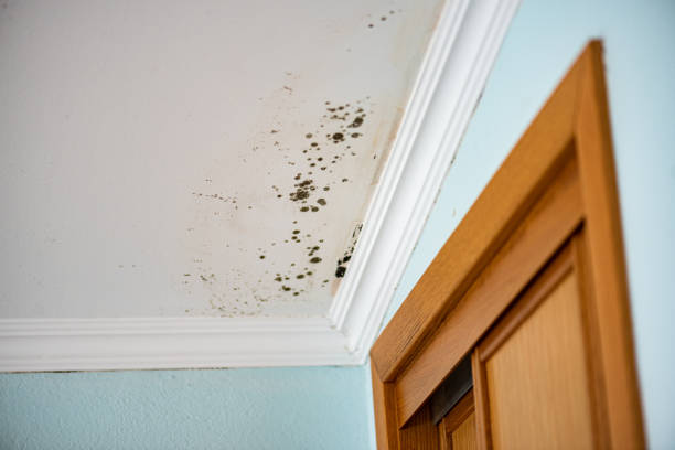 Best Attic Mold Removal  in Richfield, UT