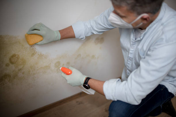 Best Mold Removal Near Me  in Richfield, UT