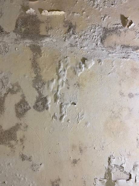Best Crawl Space Mold Removal  in Richfield, UT