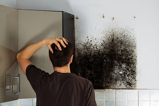 Best Affordable Mold Removal  in Richfield, UT