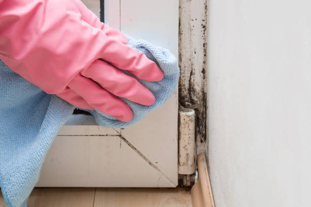 Best Mold Remediation  in Richfield, UT